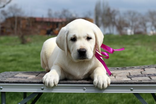 a cute little yellow labrador puppy sitting in the park