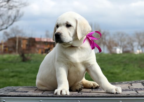 cute little yellow labrador puppy sitting in the park