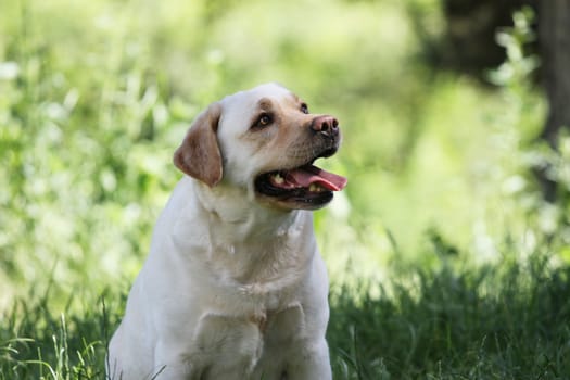 the cute yellow labrador in the park in summer