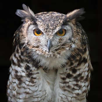 Close up head portrait of a mackinders eagle owl Bubo capensis mackinderi staring directly forward with a dark background square format