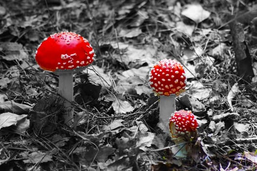 Fly agaric in the woods