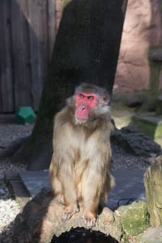 monkey zoo Africa mammal animal