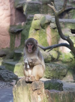 monkey zoo Africa mammal animal