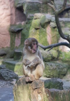 monkey zoo Africa mammal animal