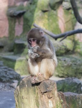 monkey zoo Africa mammal animal