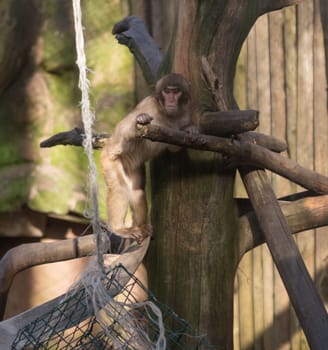 monkey zoo Africa mammal animal