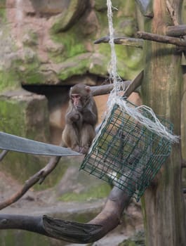 monkey zoo Africa mammal animal