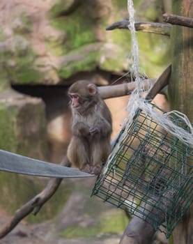 monkey zoo Africa mammal animal