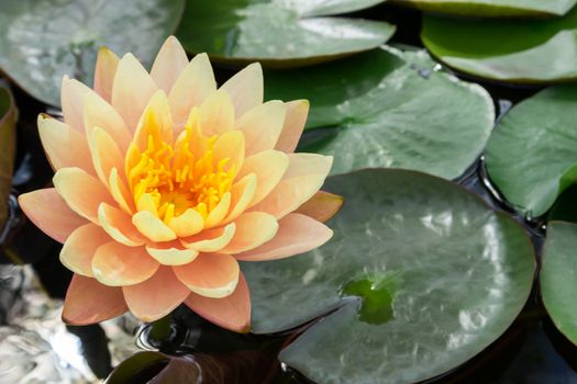 Closeup of beautyful old rose lotus flower