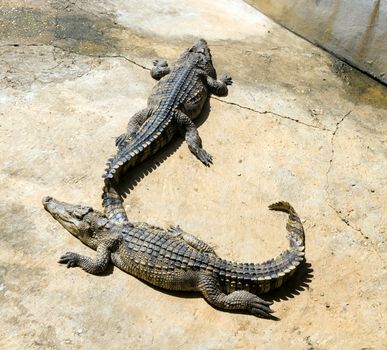 Closeup of crocodile with sun light