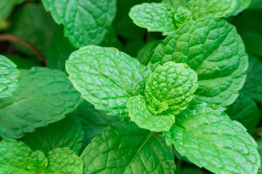 Closeup fresh pepper mint plant at the nature