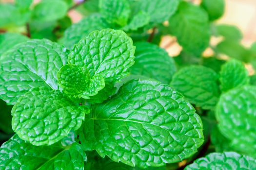 Closeup fresh pepper mint plant at the nature