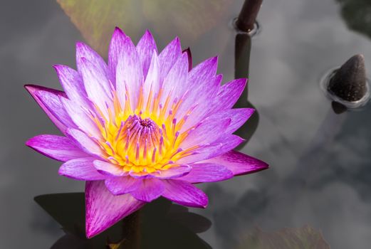 Pink lotus flower on the pond