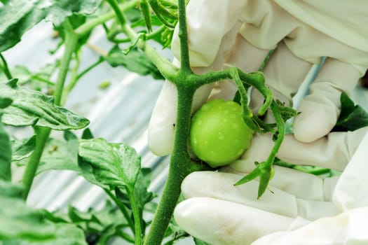 Closeup hand hold young tomatoes in the farm, selective focus