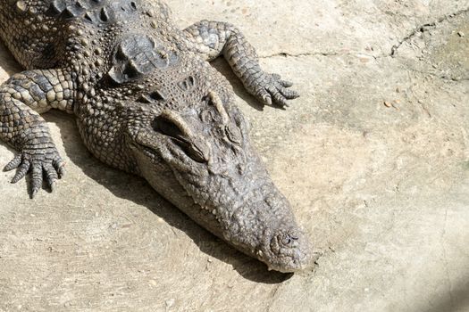 Closeup of crocodile with sun light