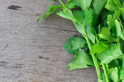 Closeup celery on wood background