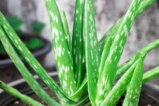 Closeup aloe vera in pot