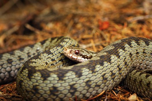 beautiful closeup of european crossed viper ( Vipera berus )