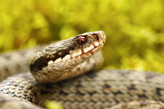 beautiful portrait of common european viper in the wild ( Vipera berus )