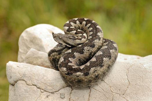 beautiful pattern on Vipera ammodytes, european venomous snake basking on a limestone rock