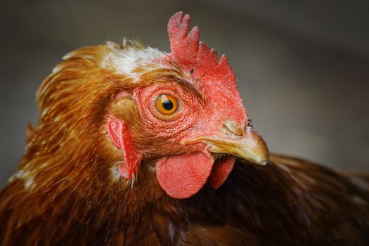 close up of a brown hen, portrait of crested bird at the farm
