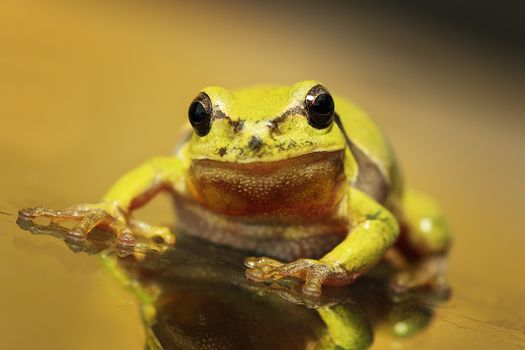 close up of a curious green tree frog  ( Hyla arborea )  standing on glass surface - the windscreen of a car