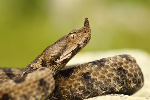 close-up of female nosed viper, macro portrait of beautiful snake ( Vipera ammodytes )