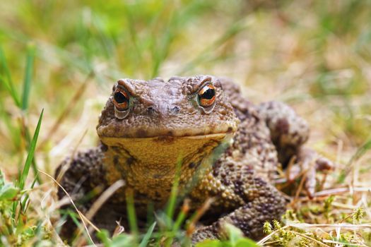 closeup of common brown toad standing in the grass ( Bufo ); this european amphibian has toxic glands on its skin