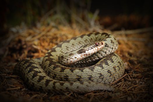 european crossed viper, snake standing on forest ground ( Vipera berus )