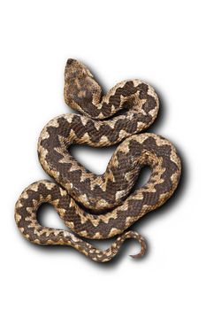 european nose horned viper on white background with shadow ( Vipera ammodytes, beautiful pattern ); this is one on the most venomous widespread snakes from Europe