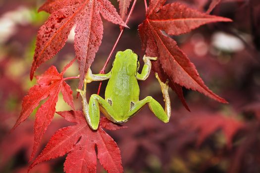 green tree frog climbing on japanese maple in a botanical garden ( Hyla arborea )