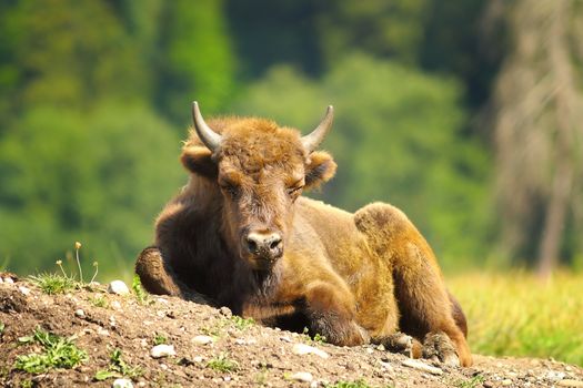 juvenile european bison resting on the ground ( Bison bonasus )