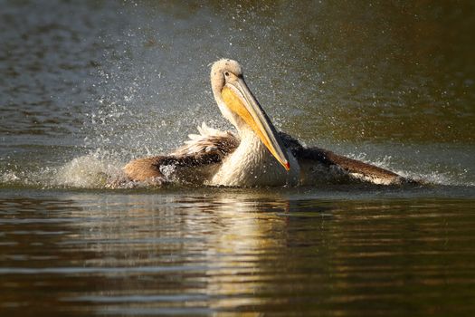 juvenile great white pelican splashing water ( Pelecanus onocrotalus )