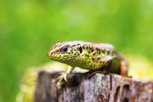 macro head of a male sand lizard ( Lacerta agilis, short depth of field )