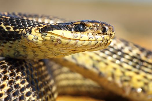 macro portrait of a blotched snake ( Elaphe sauromates )