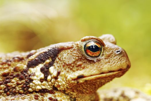 macro image of common brown toad head ( Bufo ), background with bokeh