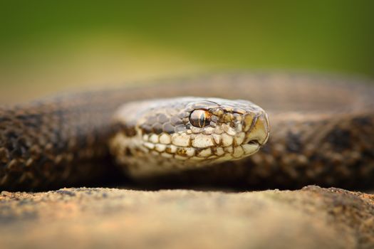 macro portrait of juvenile meadow adder ( Vipera ursinii rakosiensis, listed as vulnerable in IUCN red list, image taken in natural habitat on wild reptile )