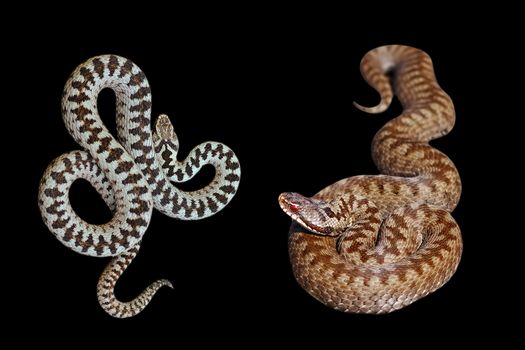 male and female Vipera berus on black background, the european common crossed adder ready to print on T-shirt
