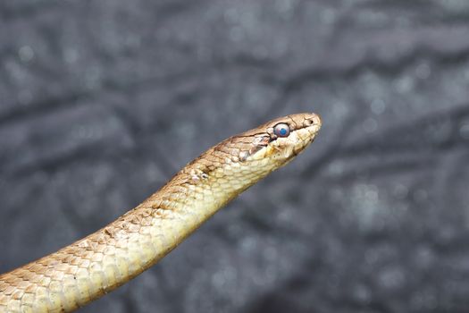 portrait of smooth snake over grey background ( Coronella austriaca ), reptile ready to change its skin