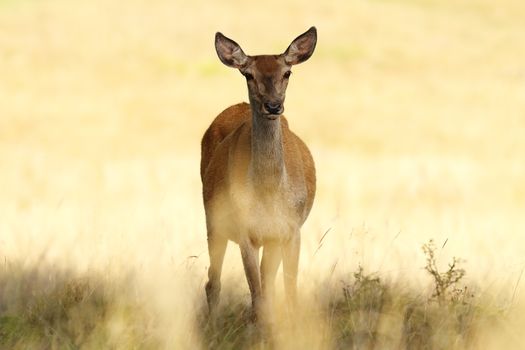 red deer hind closeup over out of focus background, full length wild animal ( Cervus elaphus, female )