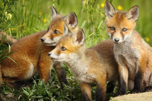 european red fox brothers standing together near the den ( Vulpes )