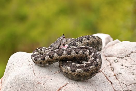 aggressive sand viper preparing to strike, while basking on a limestone rock ( Vipera ammodytes )