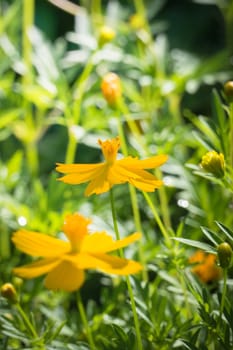 The background image of the colorful flowers, background nature