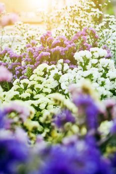 Bouquet of colorful flowers, Gypsophila