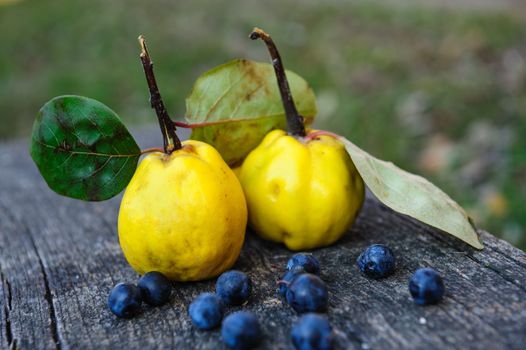 Yellow rape quince fuits and blackthorn berries on old cracked wood background. Selective focus.
