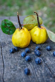 Yellow rape quince fuits and blackthorn berries on old cracked wood background. Selective focus.