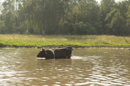 cow bathes in a small river in the hot summer day
