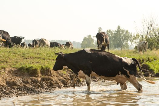 cow bathes in a small river in the hot summer day