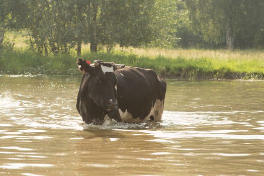 cow bathes in a small river in the hot summer day