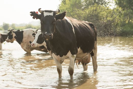 cow bathes in a small river in the hot summer day